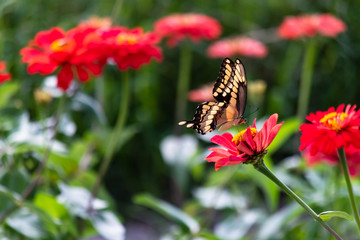 Swallowtail Butterfly feeding on the nectar of a red springtime flower