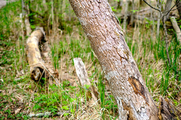 old dry tree trunks and stomps in green spring forest