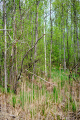 dense tree trunk wall growe texture in the forest in spring