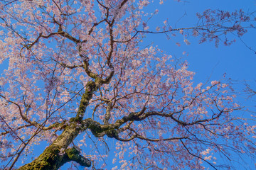 調布市深大寺の桜と街並み
