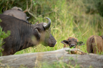 Cape buffalo breeding herds and their associated dagga boys or dominant males. 