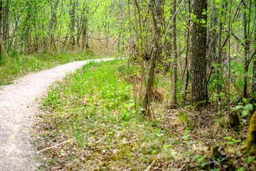 dusty gravel road in country summer time