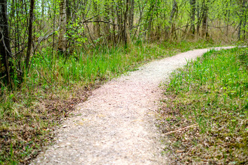 Fototapeta na wymiar small narrow foot path in summer green forest