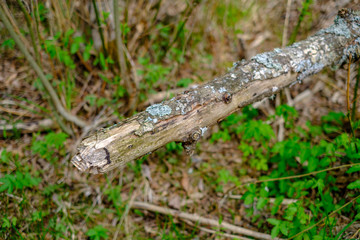 old dry tree trunks and stomps in green spring forest
