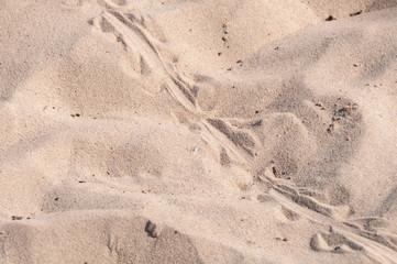 Blue tongue lizard spoor on the sand