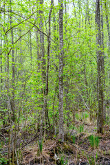 Fototapeta na wymiar dense tree trunk wall growe texture in the forest in spring