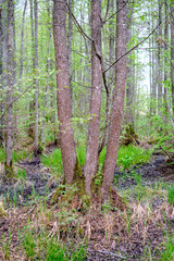 dense tree trunk wall growe texture in the forest in spring