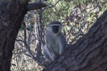 monkey sitting in a tree in the bush