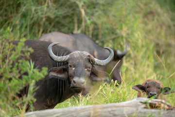 Fototapeta na wymiar Cape buffalo breeding herds and their associated dagga boys or dominant males. 