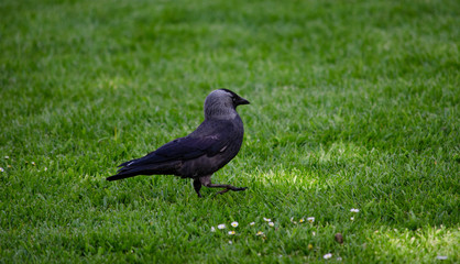 jackdaw on grass