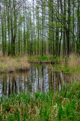 small forest river with calm water and reflections from trees in it