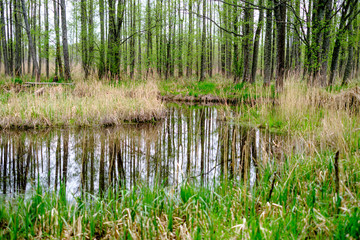 small forest river with calm water and reflections from trees in it