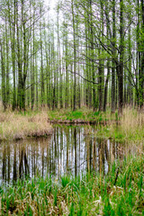 small forest river with calm water and reflections from trees in it