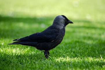 jackdaw on grass