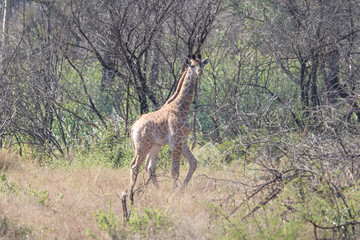 Naklejka na ściany i meble baby giraffe in bush of south africa