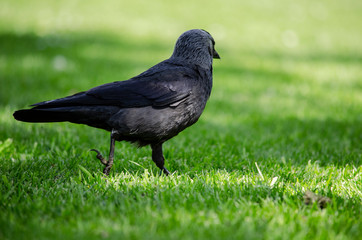 jackdaw on grass