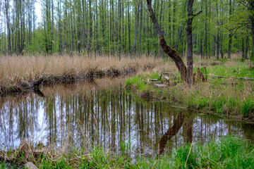 small forest river with calm water and reflections from trees in it