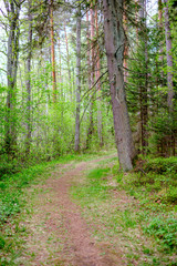 small narrow foot path in summer green forest