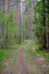 small narrow foot path in summer green forest