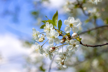 Fototapeta premium Flowering Apple trees in the garden. White flower