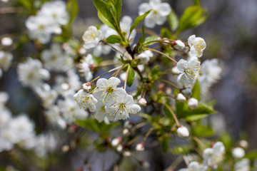 Obraz premium Flowering Apple trees in the garden. White flower
