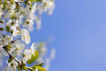 Obraz premium Flowering Apple trees in the garden. White flower