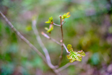fresh young tree leaves in spring