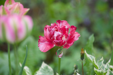 Obraz na płótnie Canvas beautiful elderly tulips from my garden