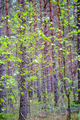 dense tree trunk wall growe texture in the forest in spring
