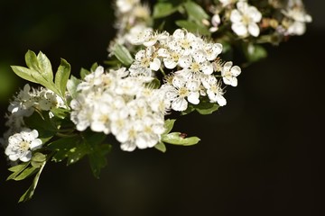 Capture of flowering crataegus monogyna - oneseed hawthorn tree , selective focus. Other names - mayblossom, haw,maythorn,whitethorn,motherdie.