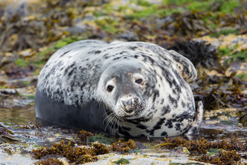Grey seal looking at camera (Halichoerus grypus), Farne Islands, Scotland