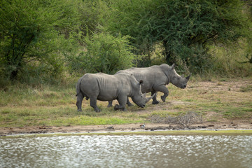 Fototapeta premium A crash of two young white rhino