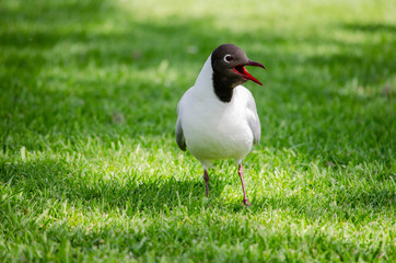 Fototapeta na wymiar black headed gull on grass