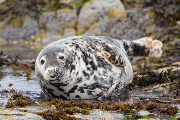Grey seal looking at camera (Halichoerus grypus), Farne Islands, Scotland