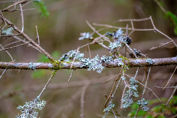 old dry tree trunks and stomps in green spring forest