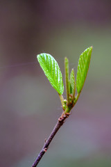 fresh young tree leaves in spring