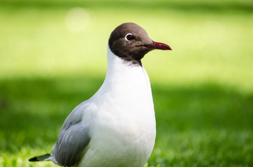 black headed gull  on grass