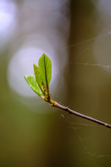 fresh young tree leaves in spring
