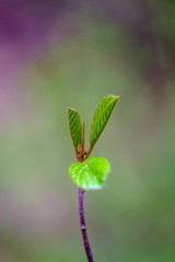 fresh young tree leaves in spring