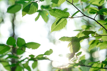 green leaves on the summer forest