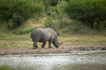 Fototapeta premium A large male white rhino also known as square lipped rhino