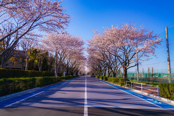 調布飛行場の桜並木道