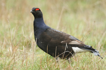 A stunning rare male Black Grouse, Tetrao tetrix, feeding in the moors of Durham, UK, on a rainy day.