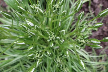 background texture flowers green nature beautiful