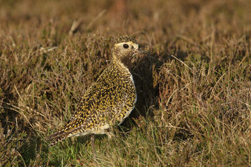 A stunning Golden Plover, Pluvialis apricaria, standing in the heather in the moors of Durham, UK.