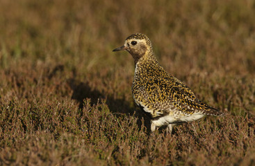 A stunning Golden Plover, Pluvialis apricaria, standing in the heather in the moors of Durham, UK.