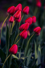 Beautiful red tulip background