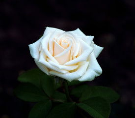White roses on the bush, macro, rose garden