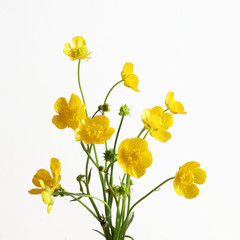 Bouquet di fiori gialli di campo isolati su sfondo bianco