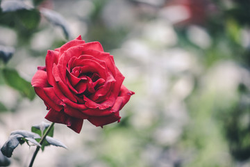 Red rose in the garden